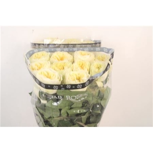 R Gr Ec Aurora Garden