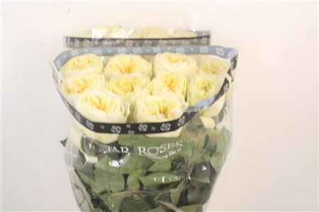 <h4>R Gr Ec Aurora Garden</h4>