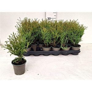 Thuja O Ov