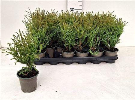 <h4>Thuja O Ov</h4>