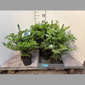 ABIES KOREANA