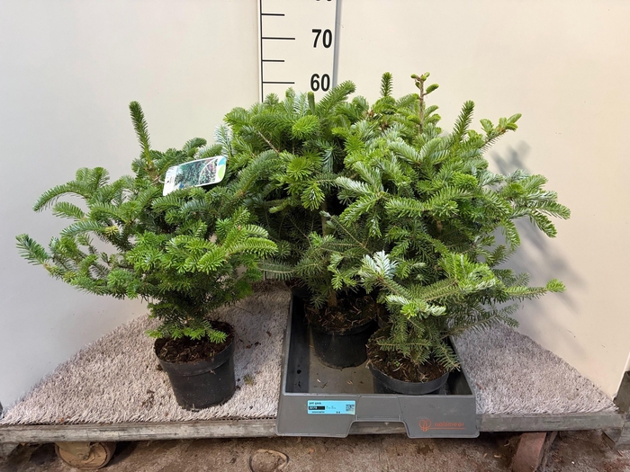 <h4>ABIES KOREANA</h4>