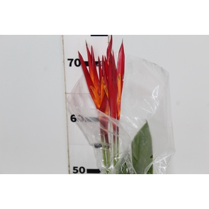 HELICONIA RUBRO 070 CM