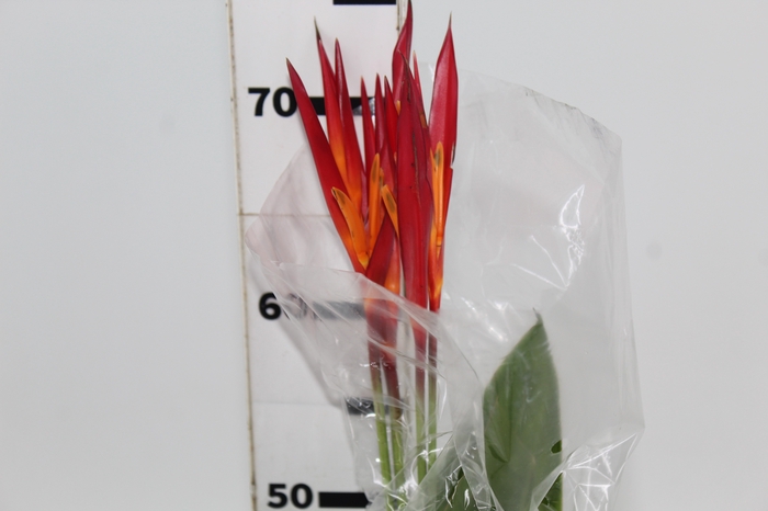 <h4>HELICONIA RUBRO 070 CM</h4>