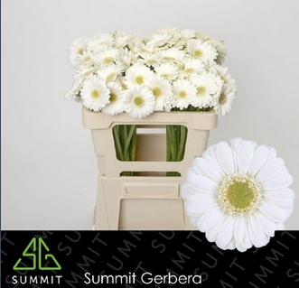 <h4>Ge Mi Albino</h4>