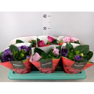 Sinningia  'Sonata'   ...mix