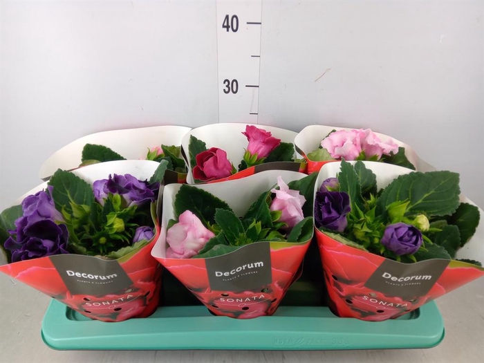 <h4>Sinningia 'Sonata' ...mix</h4>