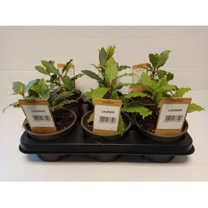 Laurier P12 HERBIO steker