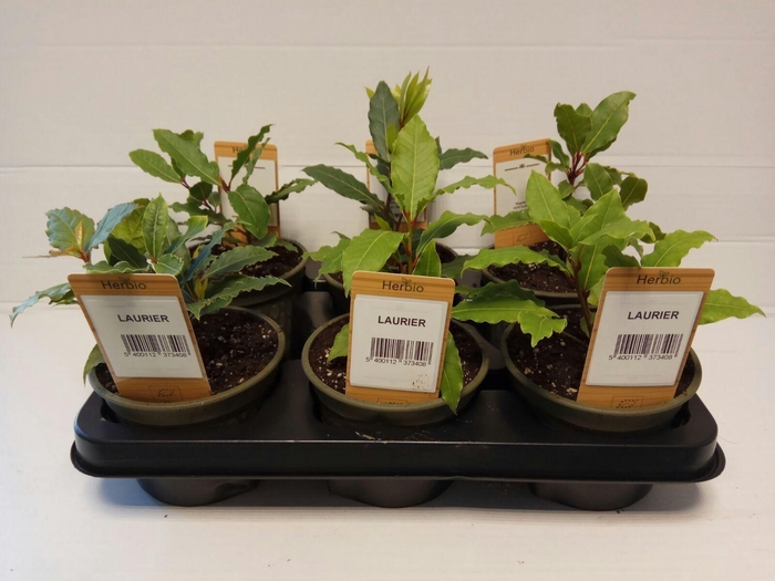 <h4>Laurier P12 HERBIO steker</h4>