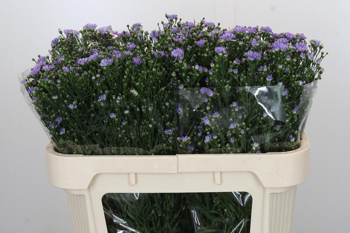 <h4>Aster Cassandra</h4>