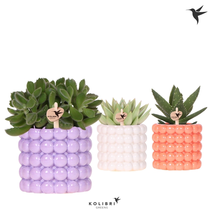 <h4>Kolibri Greens Succulenten mix in Poppy pot mix</h4>