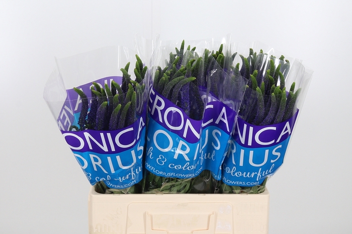 <h4>Veron Smart Navy</h4>