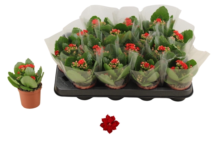 <h4>KAL GE DON JUSTINO</h4>