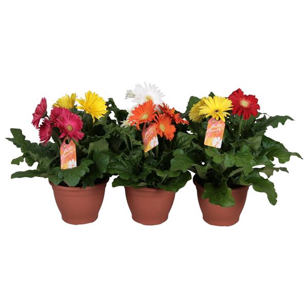 <h4>Gerbera 3+bl 17cm patio getoefd 2 kleuren per pot</h4>