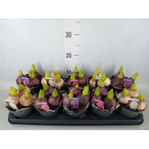 Hyacinthus orie. 'Pearl'  ...mix  3