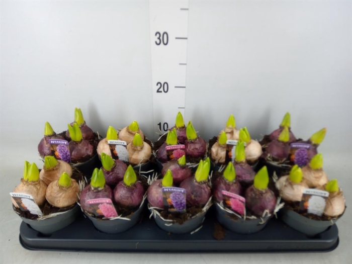 <h4>Hyacinthus orie. 'Pearl'  ...mix  3</h4>