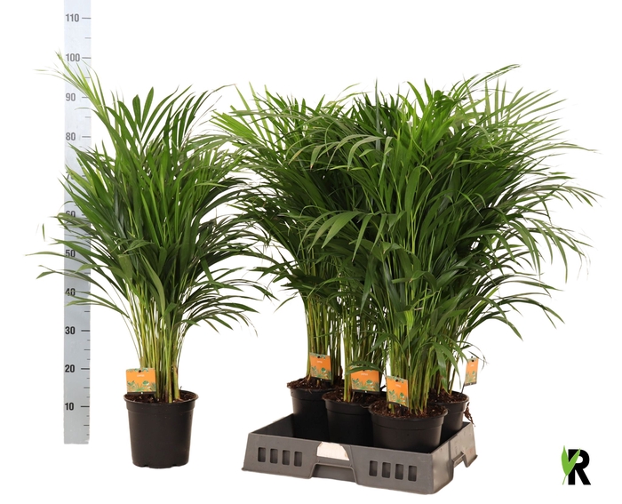 <h4>DYPSIS LUTESCENS</h4>