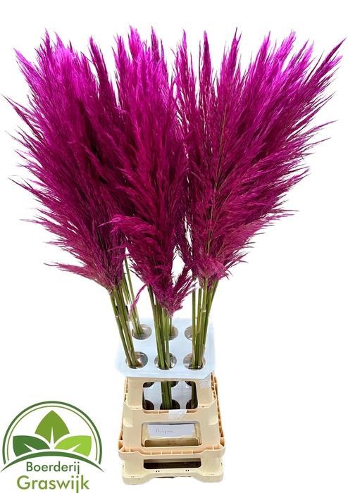 <h4>CORTA SELLOAN KLB H%</h4>