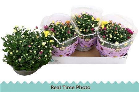 <h4>Chrysant Carnaval</h4>