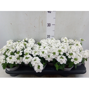 Verbena  'Magelana White'