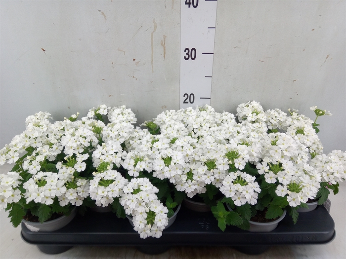 <h4>Verbena  'Magelana White'</h4>
