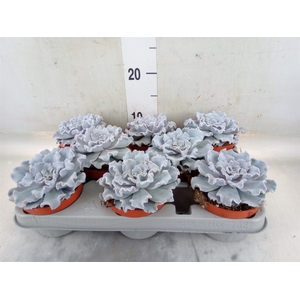 Echeveria   ...
