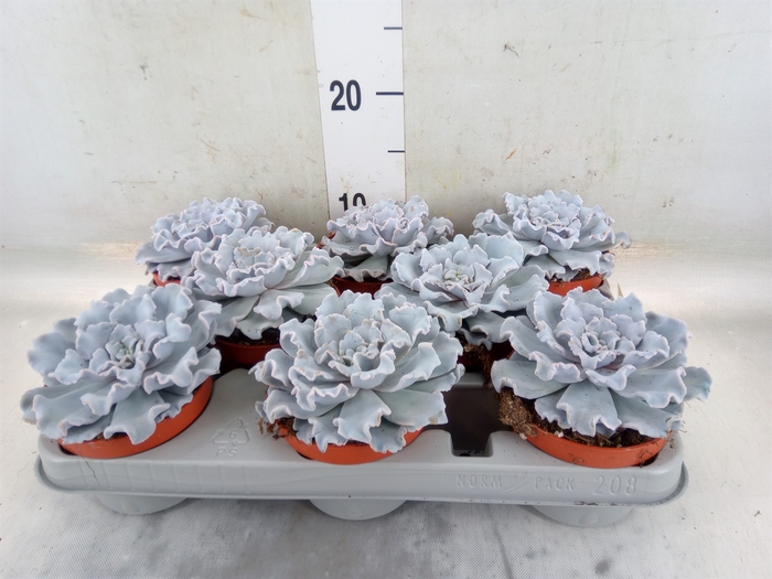 <h4>Echeveria   ...</h4>