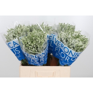 Veron Smart Wave Spray