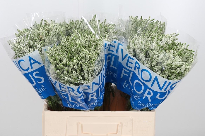 <h4>Veron Smart Wave Spray</h4>