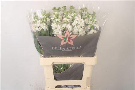 <h4>Matth Iron White</h4>