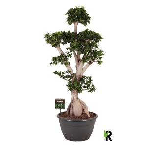 Ficus Mi Ginseng vertakt XL