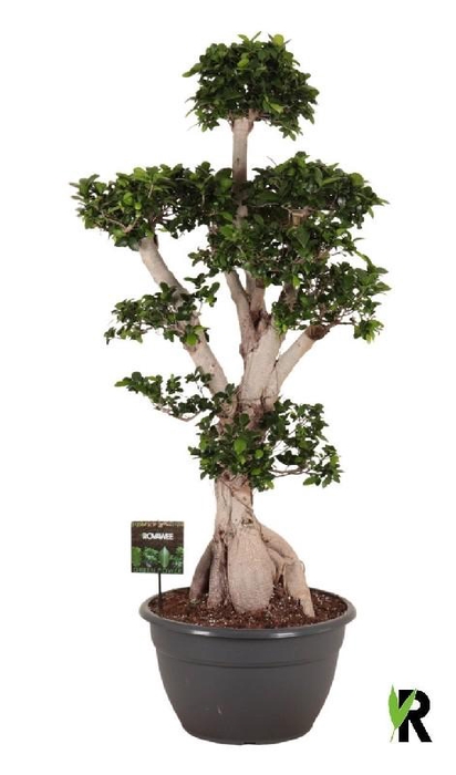 <h4>Ficus Mi Ginseng vertakt XL</h4>