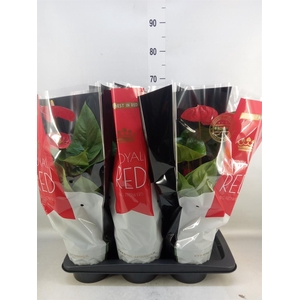 Anthurium andr. 'Oklahoma'