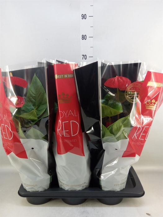 <h4>Anthurium andr. 'Oklahoma'</h4>