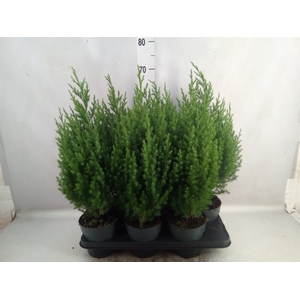 Juniperus chinensis 'Stricta'