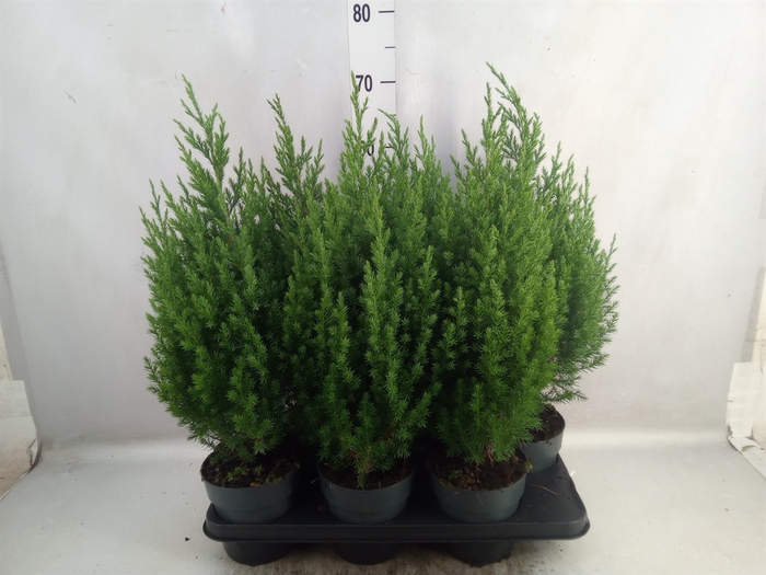 <h4>Juniperus chinensis 'Stricta'</h4>