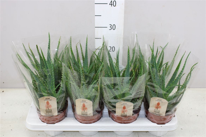 <h4>Aloe Arborescens</h4>