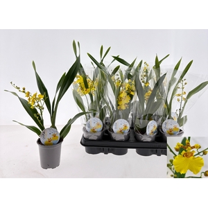ONCIDIUM OV