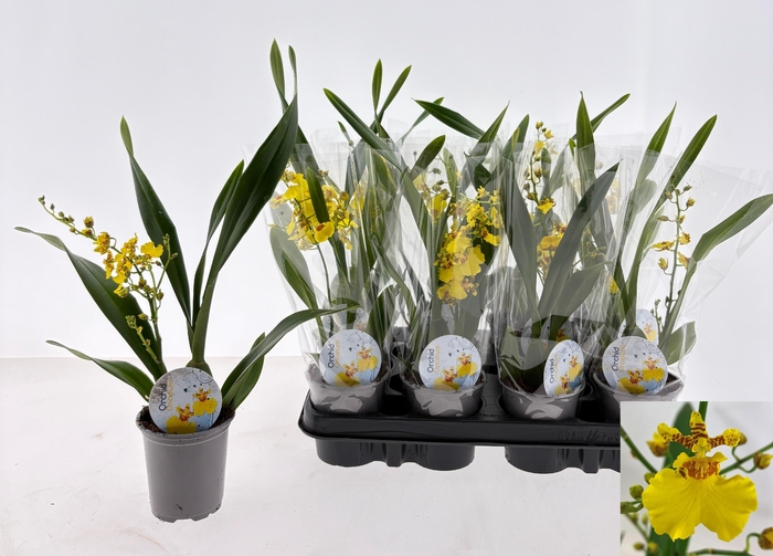 <h4>ONCIDIUM OV</h4>