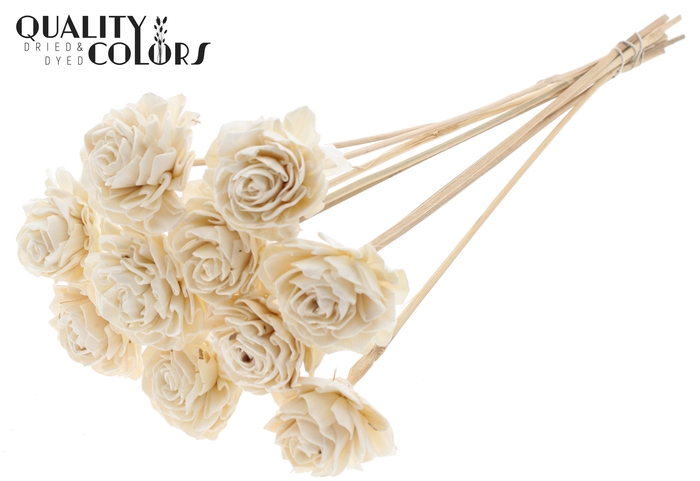 Shola Dahlia 6cm on stem Natural