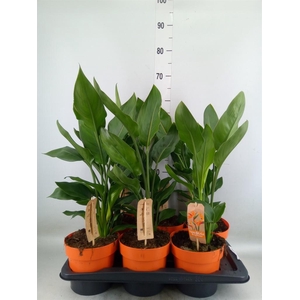 Strelitzia reg.   ...no flowers