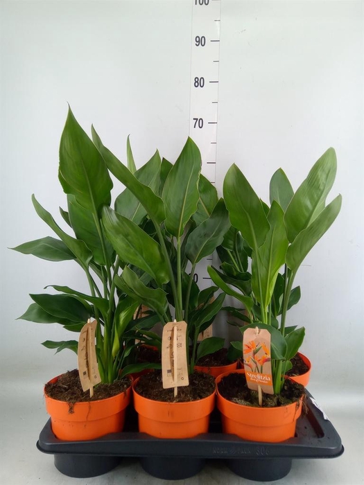<h4>Strelitzia reg.   ...no flowers</h4>