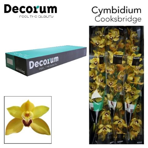 <h4>Cymbidium Cooksbridge</h4>