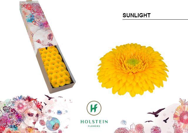 <h4>Germini Pomponi Sunlight Doos</h4>