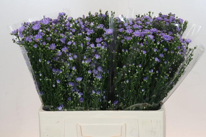 <h4>Aster Cassandra</h4>