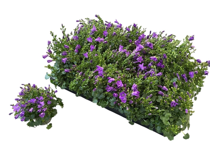 <h4>CAMP POR ROYAL</h4>