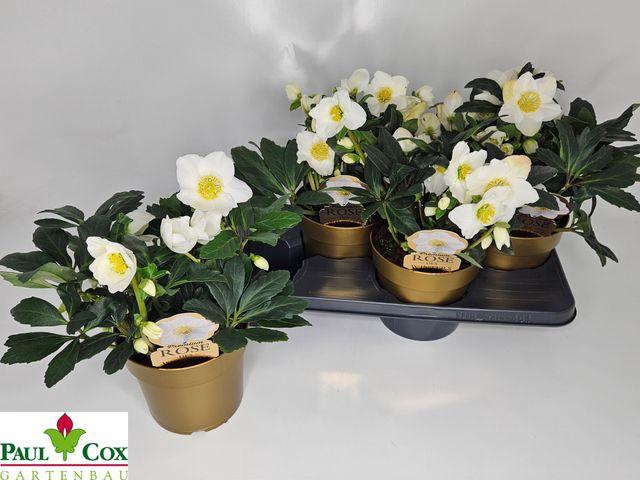 <h4>HELLEB HGC WINTERGOLD P17 25+</h4>