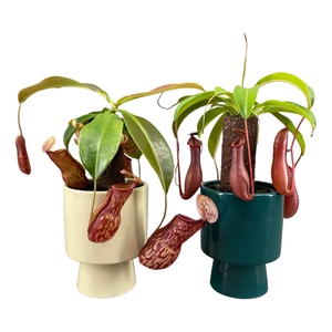 Nepenthes op stam in laluz pot creme en petrol