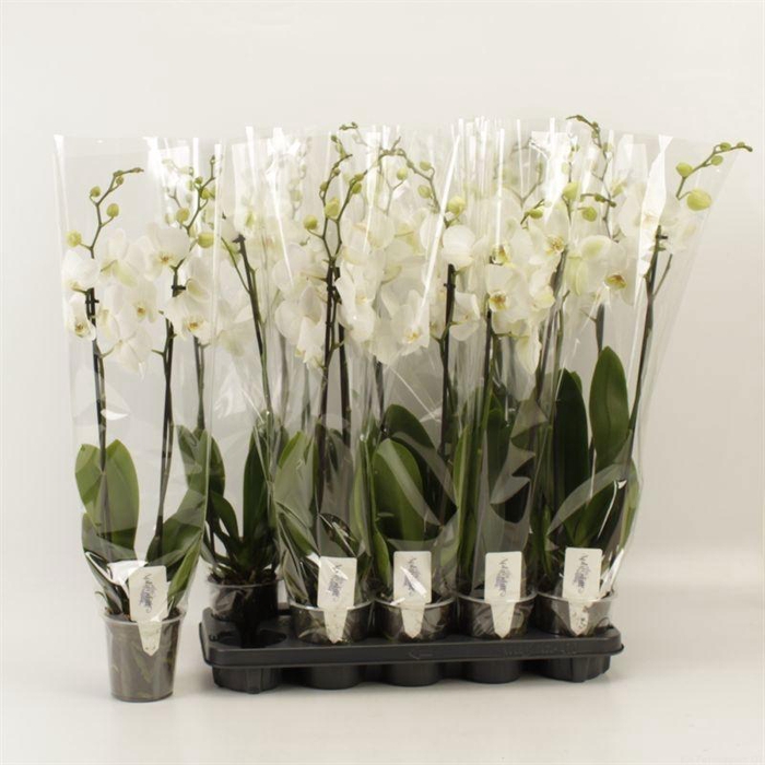 <h4>PHAL OV WIT</h4>