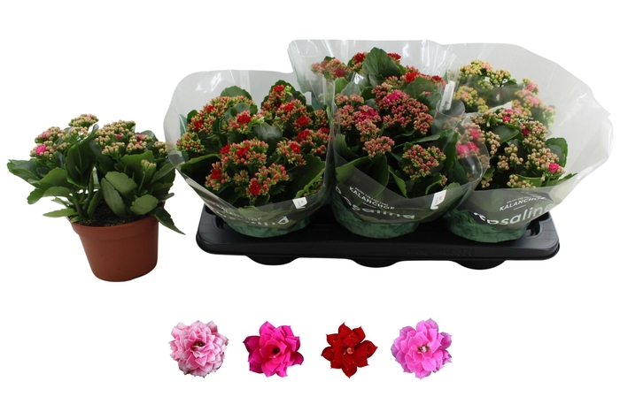 <h4>KAL GE RO GEM 4 KL</h4>